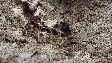 Sea-Turtle-Hatchling-Struggling-To-Emerge-On-Sand