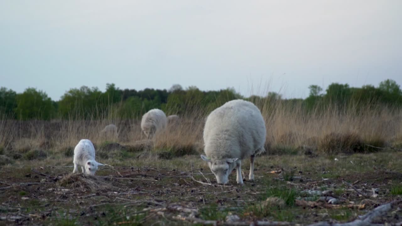 들판 에 있는  양 들 과 양 들