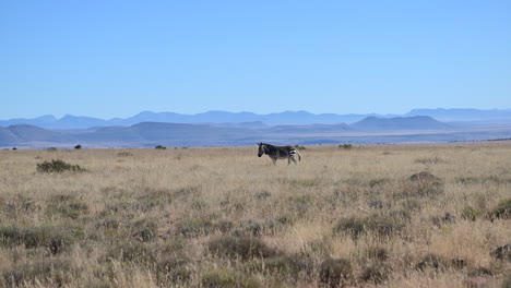 Cape-Mountain-Zebra-walking-in-scenic-landscape-with-mountains-in-the-backgroud,-Mountain-Zebra-N