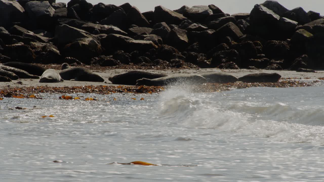바위가 많은 바다 해안선에 쉬고 있는 야생 바다표범 무리, 정적인 전망