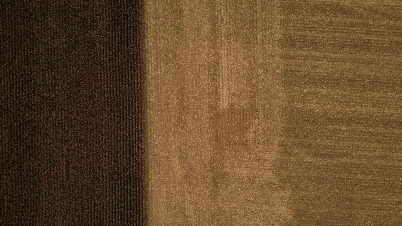 Aerial shot of a corn field where half of it has been harvested, showing the contrast between the two.