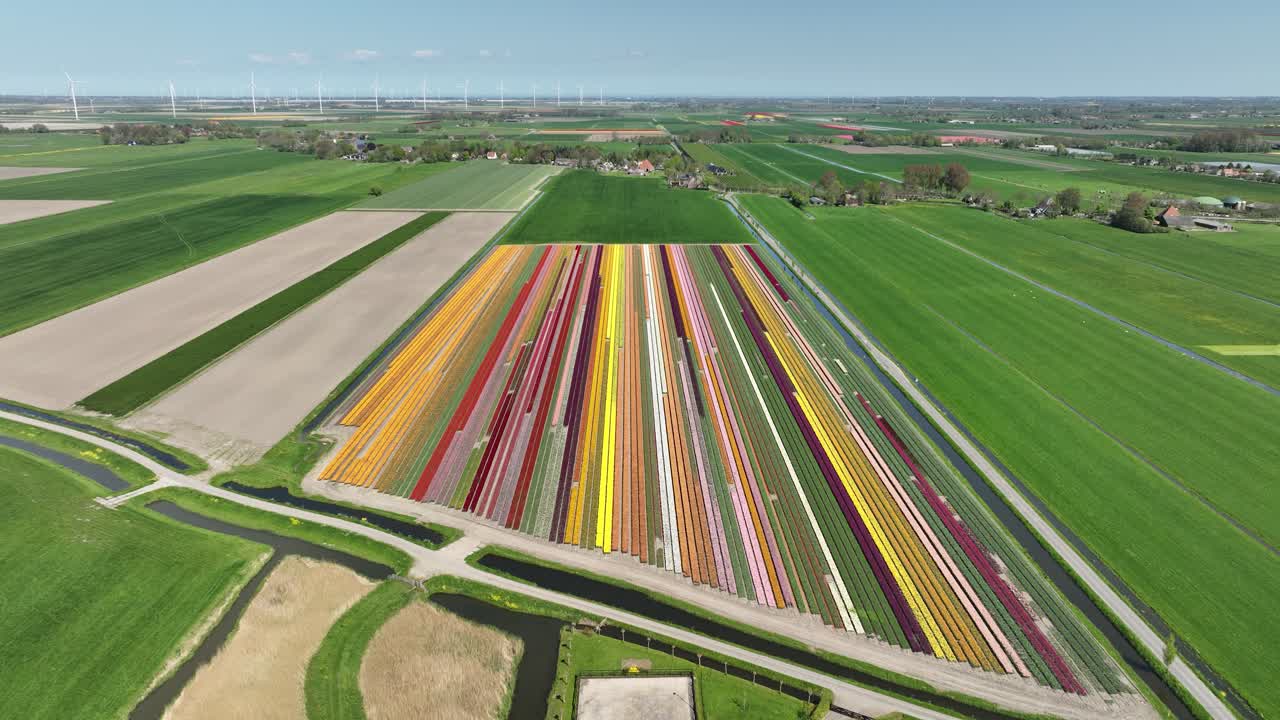 Tulip flower fields, multi color, agricultural fields, aerial drone view.
