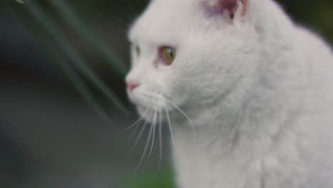 white cat close up outdoor