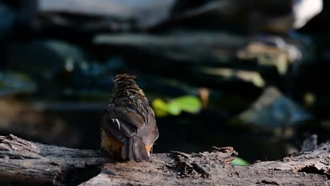 the abbot’s babbler is found in the himalayas to south asia and the southeast asia