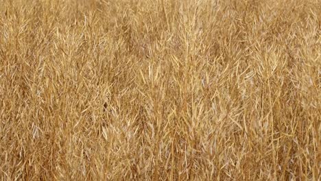 rapeseed crop golden yellow ready to harvest