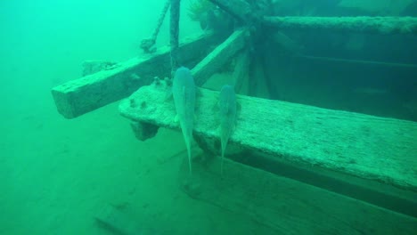 whitefish on the paddlewheel of goldrush ship aj goddard