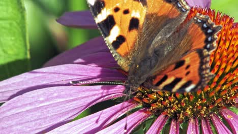 Small-tortoiseshell-butterfly-sits-on-purple-cone-flower-eating-pollen-and-pollinating-it