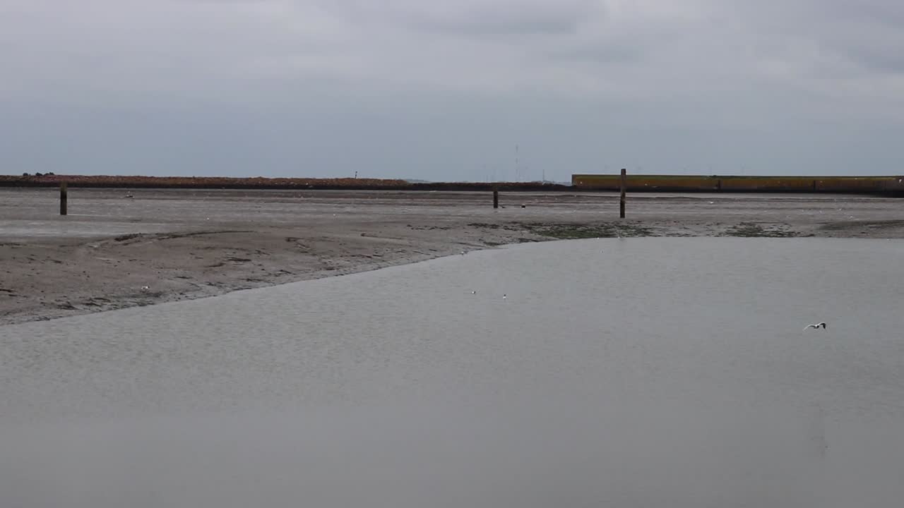 독일 랑에오그의 낮은 물과 함께 항구에서 날아다니는 새들