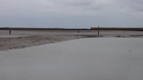 birds flying in the harbor with low water in langeoog, germany