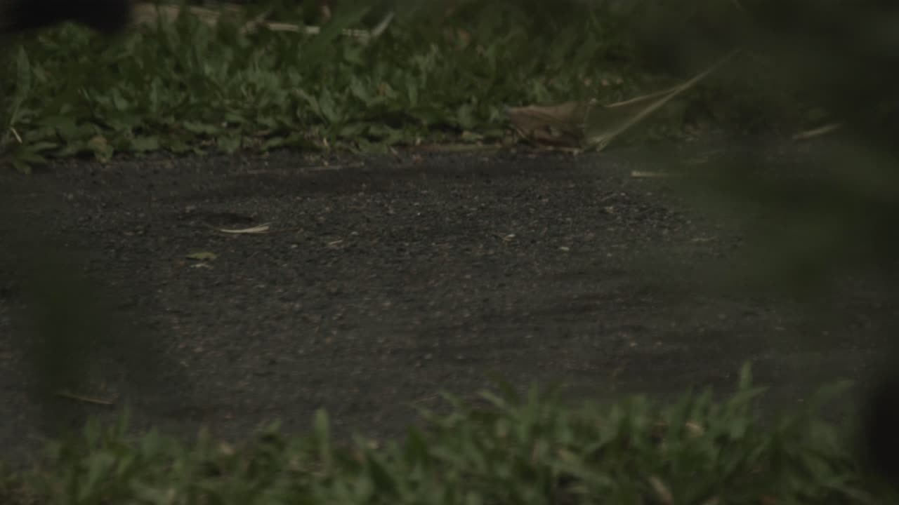 호랑이의 발걸음, 프레임을 통해 걸어가는 느린 움직임