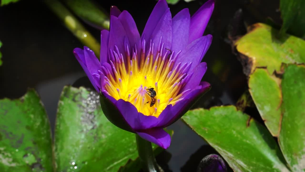 primer plano estático de abejas en flor de lirio de agua púrpura