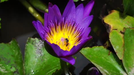 Close-up-static-shot-of-bees-in-purple-water-lily-flower