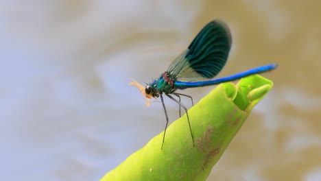 beautiful demoiselle (calopteryx virgo) is a european damselfly belonging to the family calopterygidae. it is often found along fast-flowing waters where it is most at home.