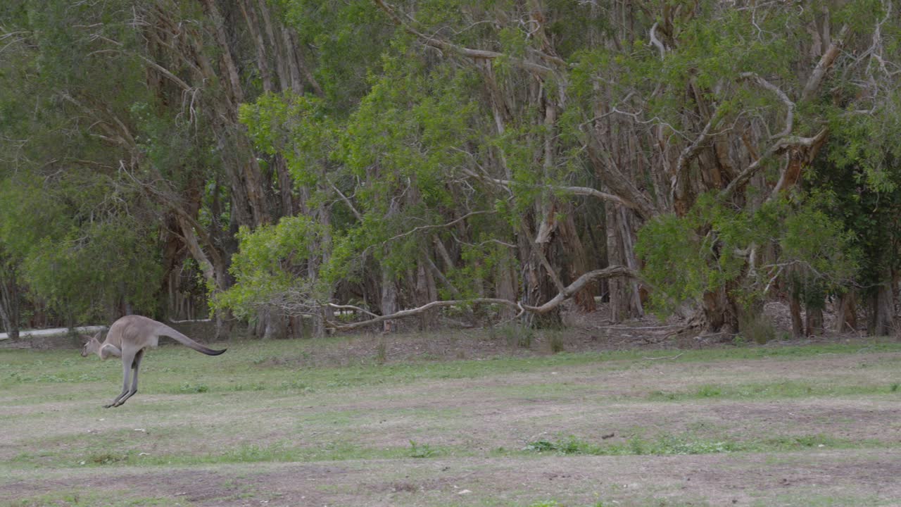 Kangaroo jumping on two legs on grass field in Australia, wildlife habitat