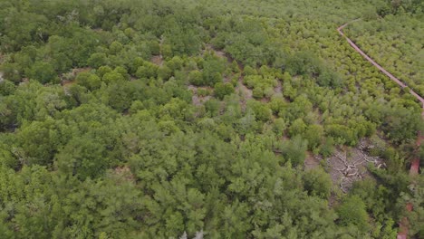 toma panorámica de rotación de rotación de drones aéreos de un bosque de manglar con camino a pie