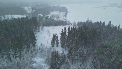 Wonderful-aerial-shot-of-the-snow-falling-over-a-nature-forest-and-tall-pine-trees