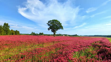 Blooming-field-of-crimson-clovers,-panning-view