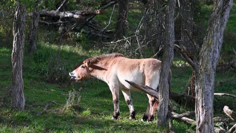 Przewalski's-Wild-Horse-neighing-into-the-air,-golden-hour