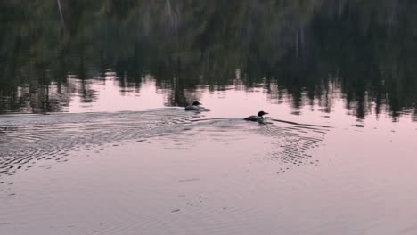 Ein-Paar-Seetaucher,-Einer-Streckt-Seine-Flügel-Aus