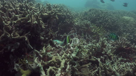 ídolo moro recogiendo comida entre un arrecife de coral duro
