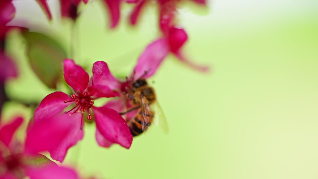 Close-up macro of a honeybee gathering nectar from vibrant pink blossoms against a soft green background, highlighting pollination, spring, and natural beauty