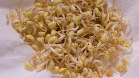 hands dry seeds germinated and storing for cooking, organic sprout seeds