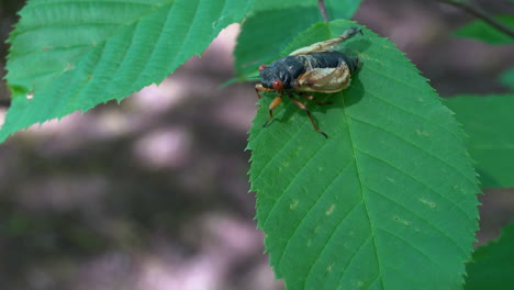 newly emerged brood x cicada rests on leaf as wings inflate