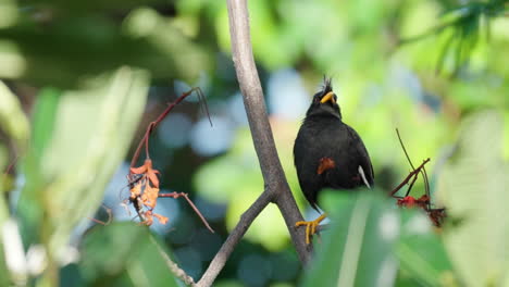 great myna resting swaying under wind perched on tropical tree branch