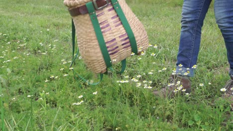 Person-ready-to-harvest-flowers-places-basket-down-on-the-ground-by-some-lovely-German-Chamomile-flowers