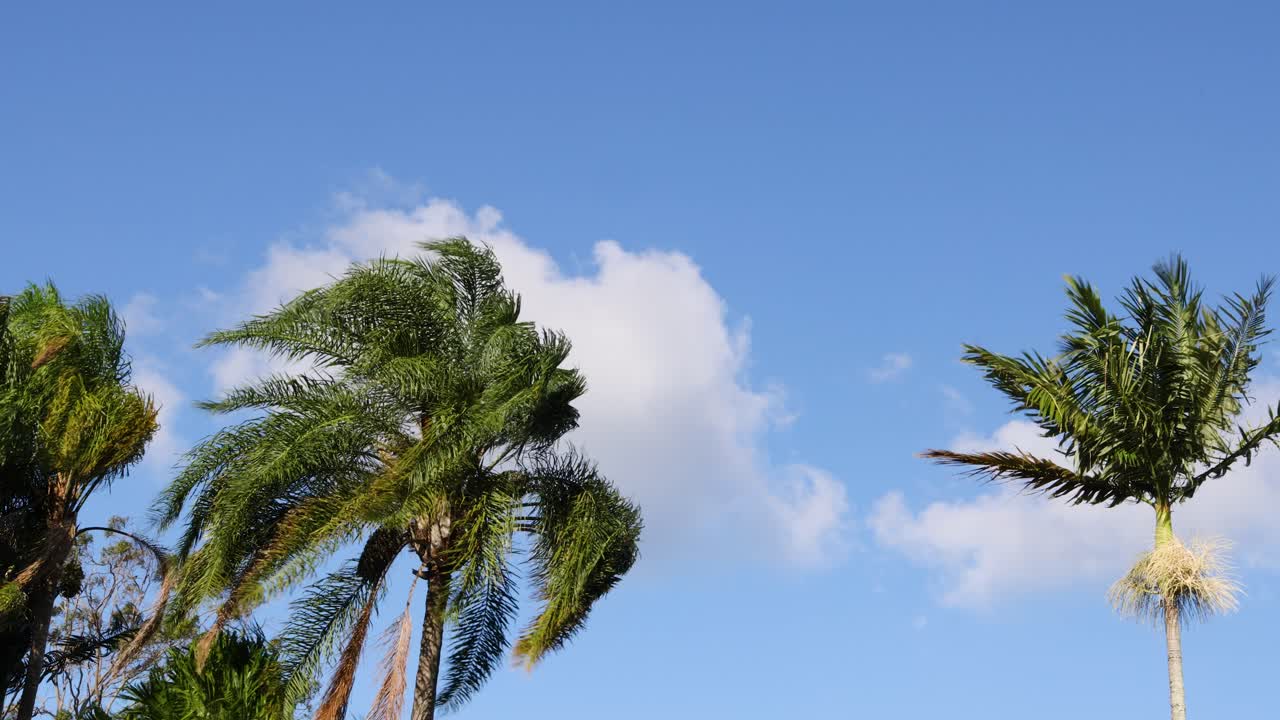 바람에 움직이는 종려나무의 순서