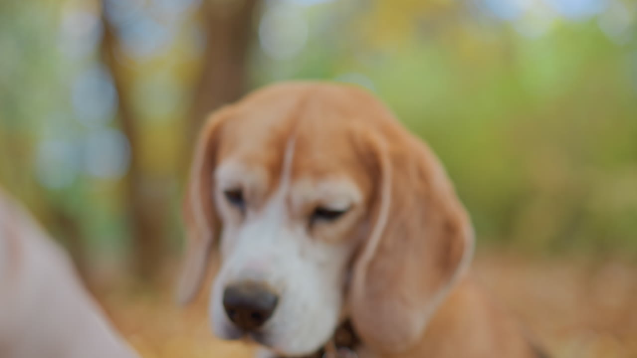 close up of beagle licking nose as owner stretches hand to show treat, dog glances away then back with alert gaze, caramel white coat on golden autumn leaves, leather collar and leash visible