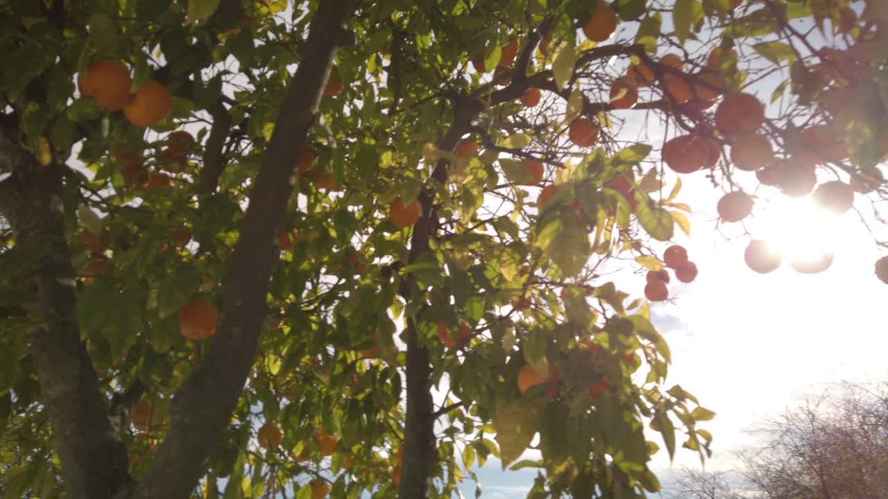 Sunlight shining through oranges hanging on branch of tree, Pan Right