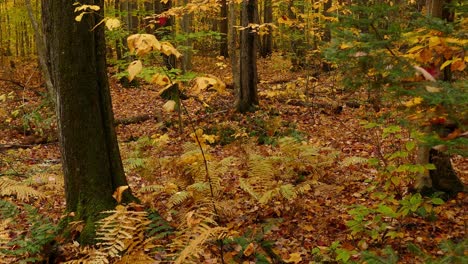 dry leaves fallen on the forest ground during autumn season