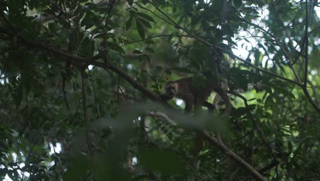 beautiful-Capuchin-monkey-walking-on-top-of-a-branch-of-a-tree-in-the-jungle-of-Tayrona-park,-Colombia