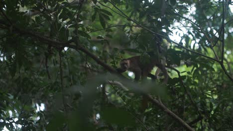 Wunderschöner-Kapuzineraffe,-Der-Auf-Einem-Ast-Eines-Baumes-Im-Dschungel-Von-Tayrona-Park,-Kolumbien,-Spazieren-Geht