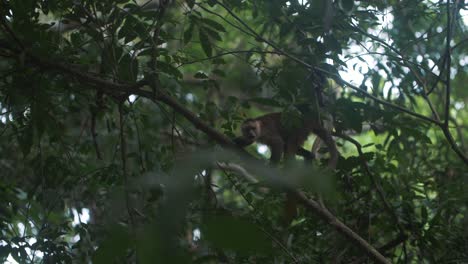hermoso mono capuchino caminando sobre una rama de un árbol en la selva del parque tayrona, colombia