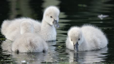 Cute-fluffy-baby-ducks-feed-and-play-in-slow-motion