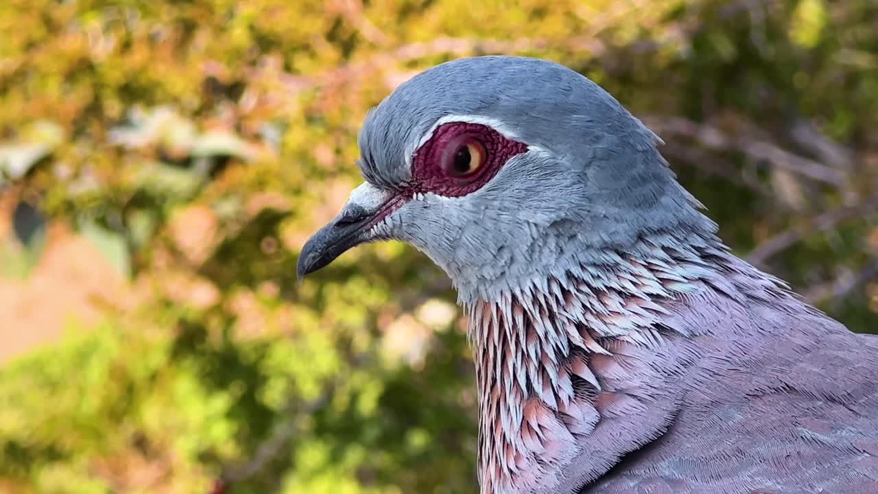 남아프리카 공화국 의 바위 비둘기 나 반점 비둘기