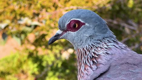 the rock pigeon or speckled pigeon of south africa