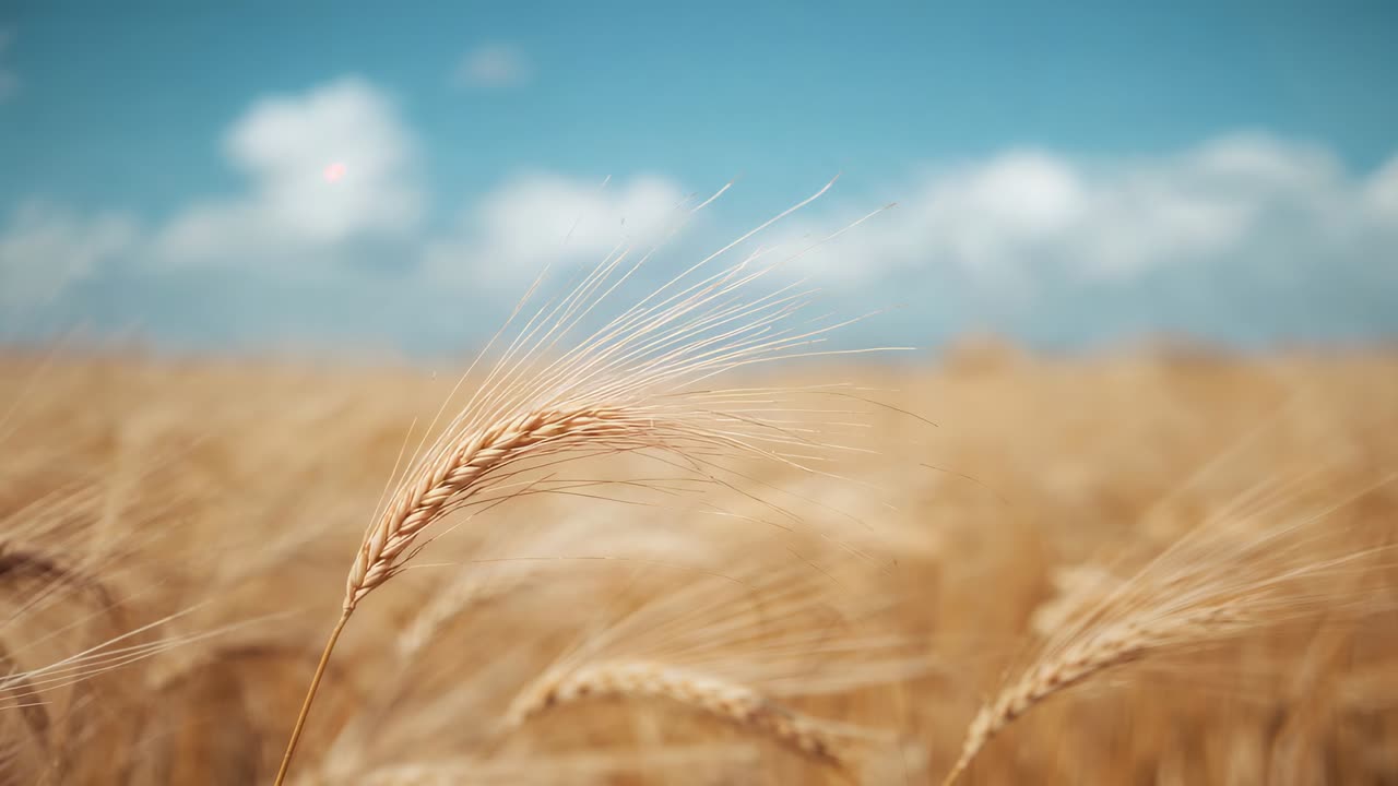 Swaying single golden wheat ear rippling in light breeze amid surrounding stalks under blue sky
