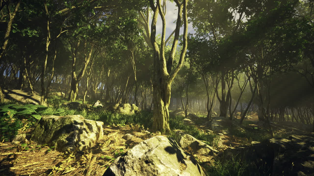 Lush forest landscape with sunlight filtering through trees in tranquil setting