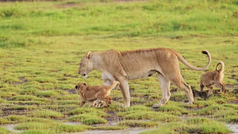funny animals shot of lions and cubs in slow motion in tanzania in serengeti national park in africa, pride of lions playing and walking in beautiful african scenery landscape, wildlife animals safari