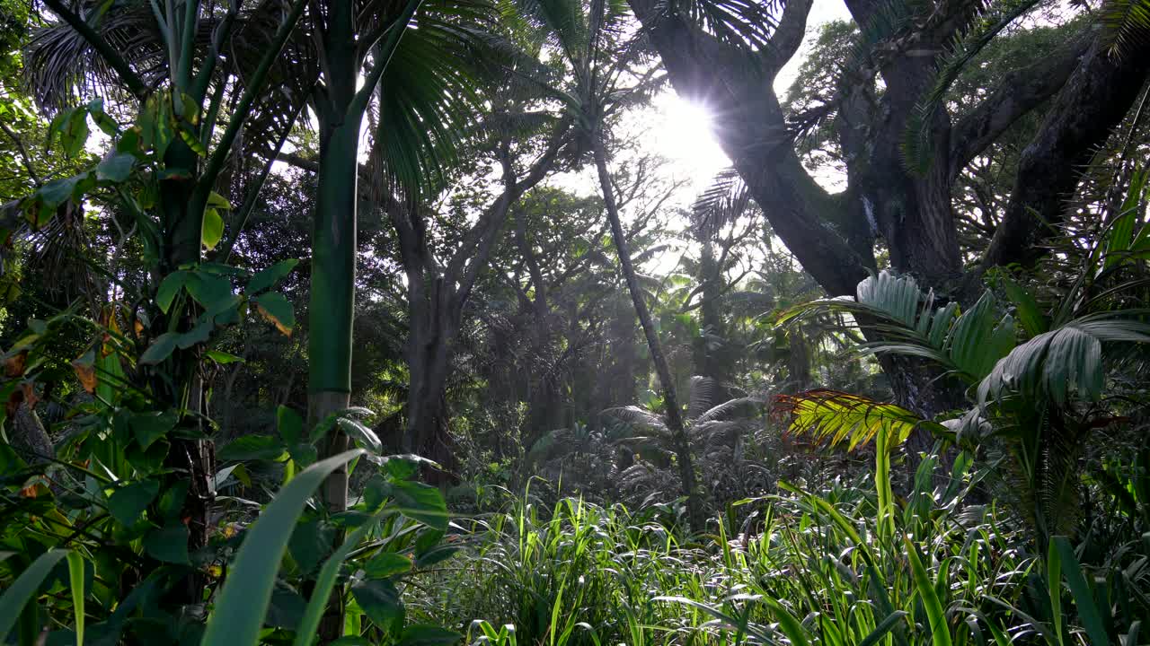 Luce solare che filtra attraverso una lussureggiante foresta pluviale verde