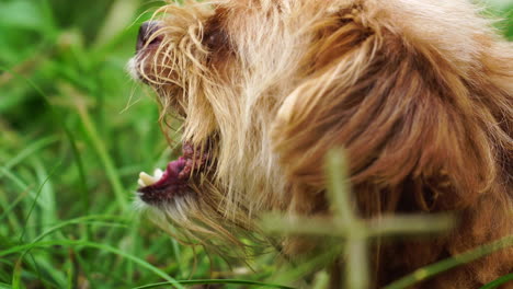 close up gimbal shot of beige dog head eating piece of meat outdoors