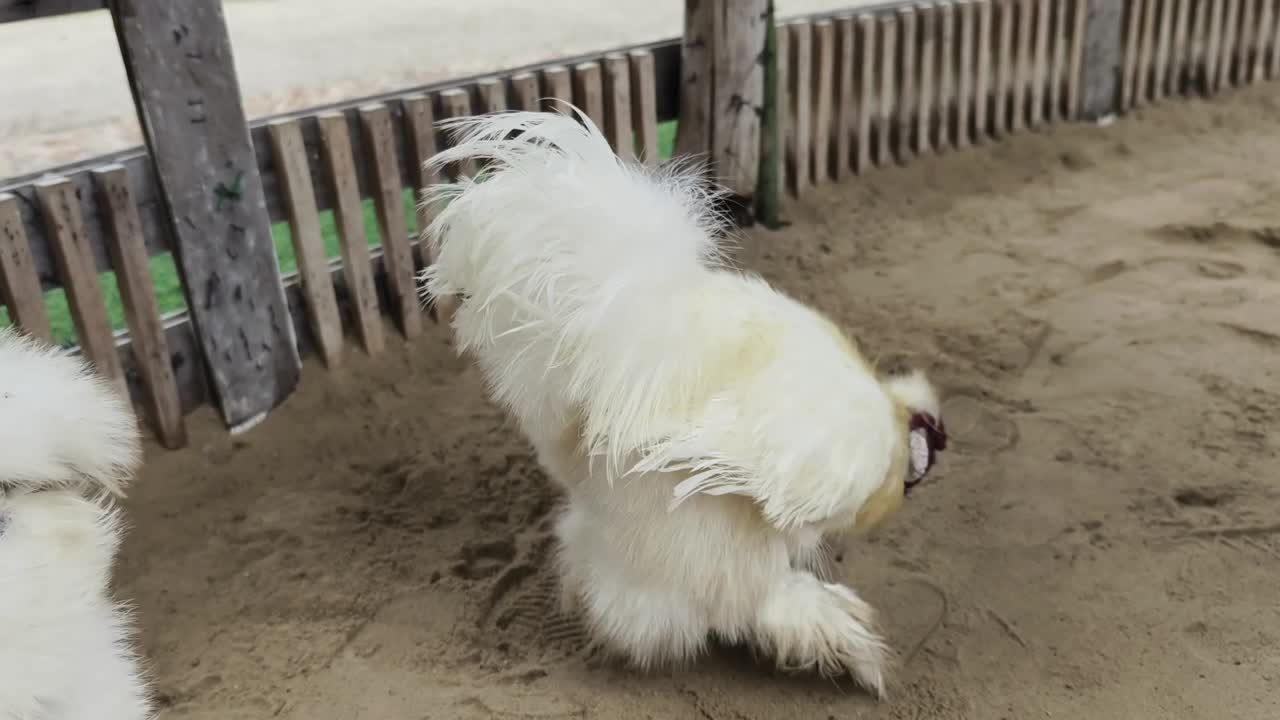 White Chickens in a Pen