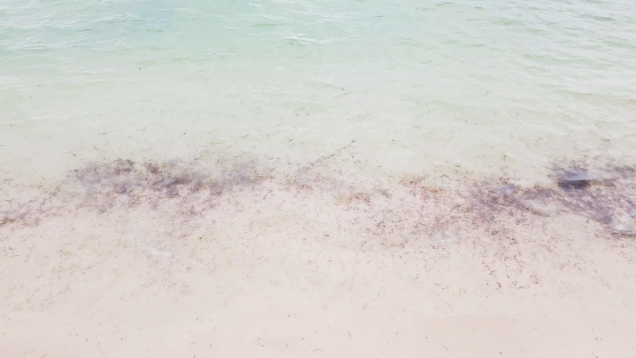 바다의 해조류, 바물이 해변에 어