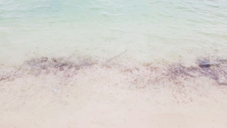 seaweeds in the ocean water wash up on the beach