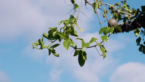 single passion fruit hanging on leafy vine with soft blue sky background