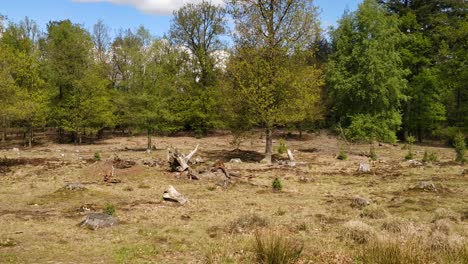 Open-spot-in-forrest-Netherlands