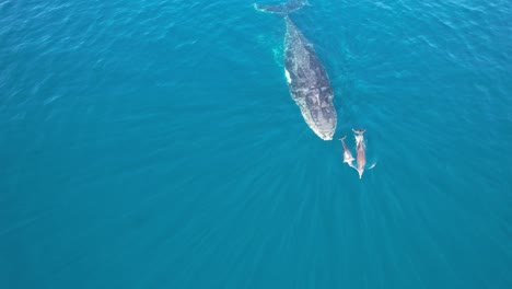 humpback whale with calves blowing while breaching in the sea in queensland, australia